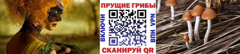 Псилоцибиновые грибы Cubensis  где продают   Кулебаки 