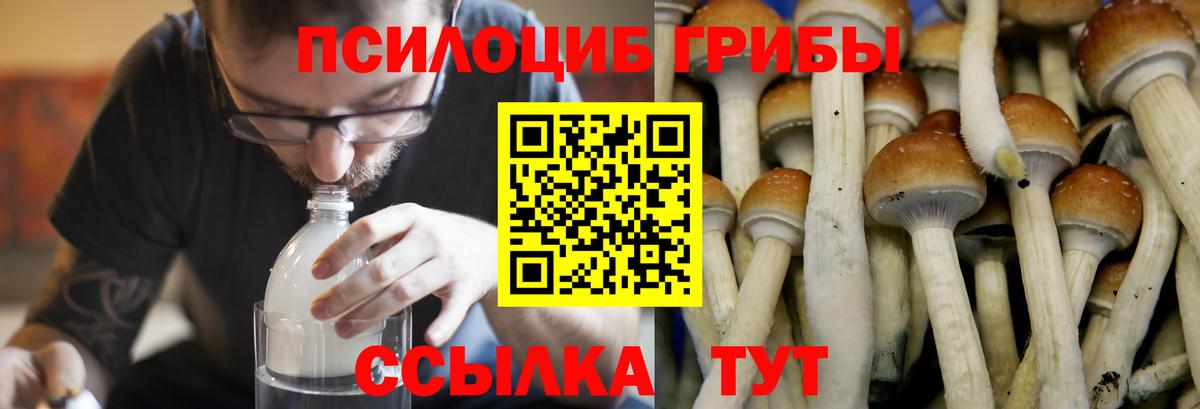 Галлюциногенные грибы Psilocybe  Вход с VPN  Кулебаки 